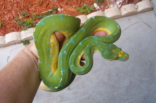 merauke/aru female