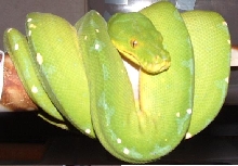 Kafiau Island Local GTP