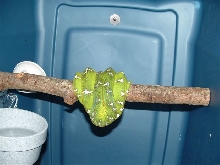 Quarantine cage made out of tub with ETB