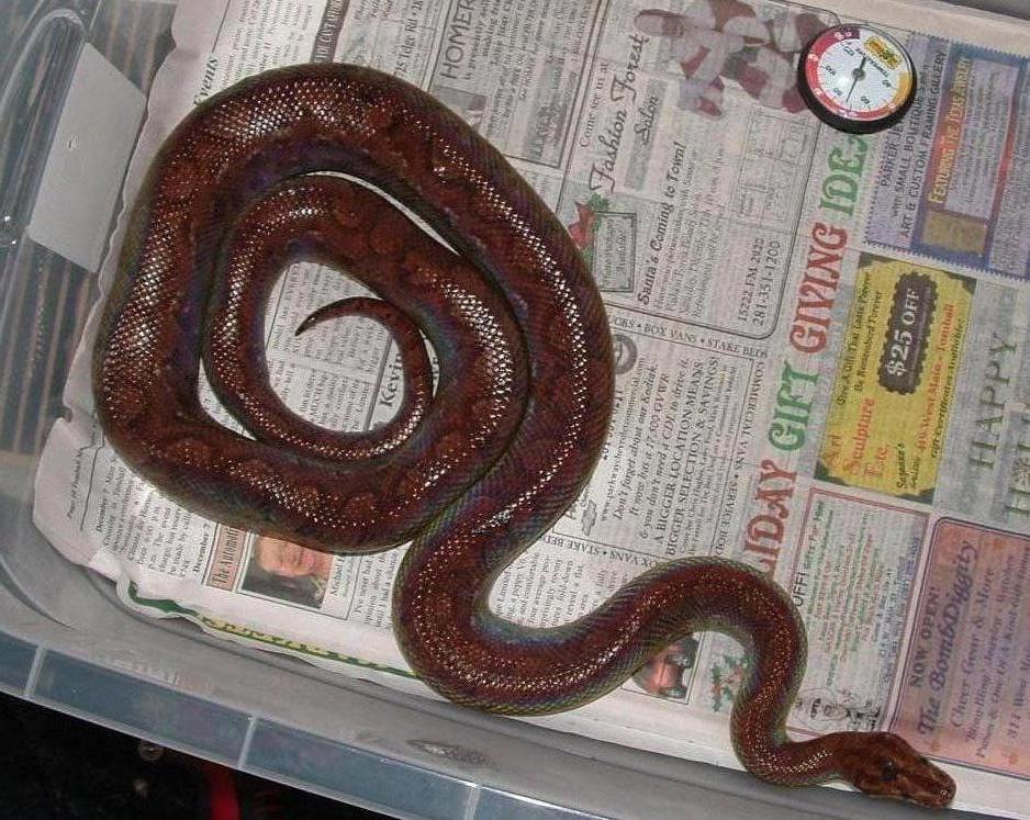WC TRB adult