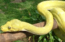Mustard GTP
