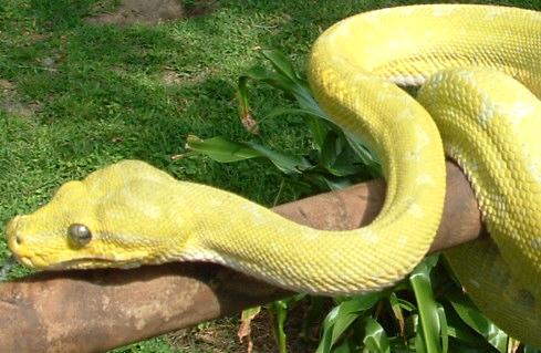 Mustard GTP