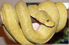 Mustard male GTP