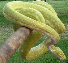 Mustard GTP