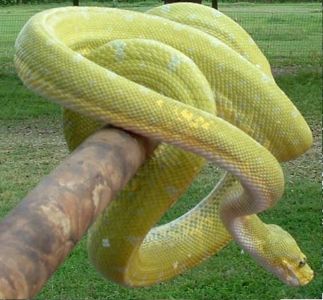 Mustard GTP