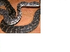 carpet female