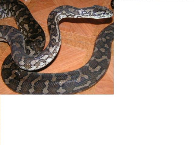 carpet female