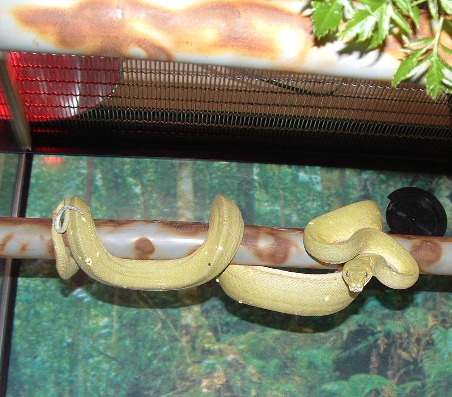 Female Mustard