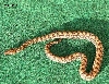 Male baby BRB  02