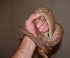 Trinidad Rainbow Boa female