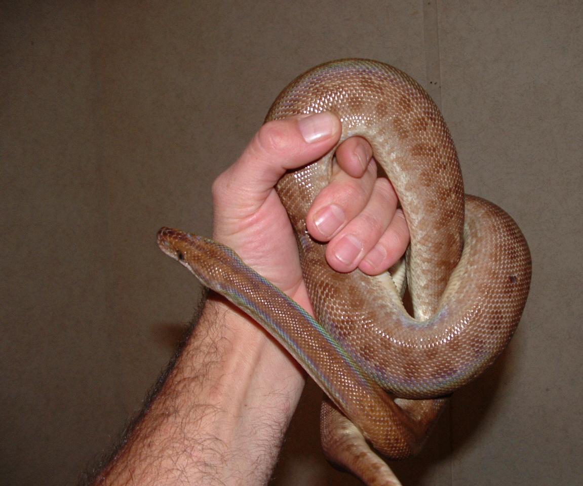 Trinidad Rainbow Boa female
