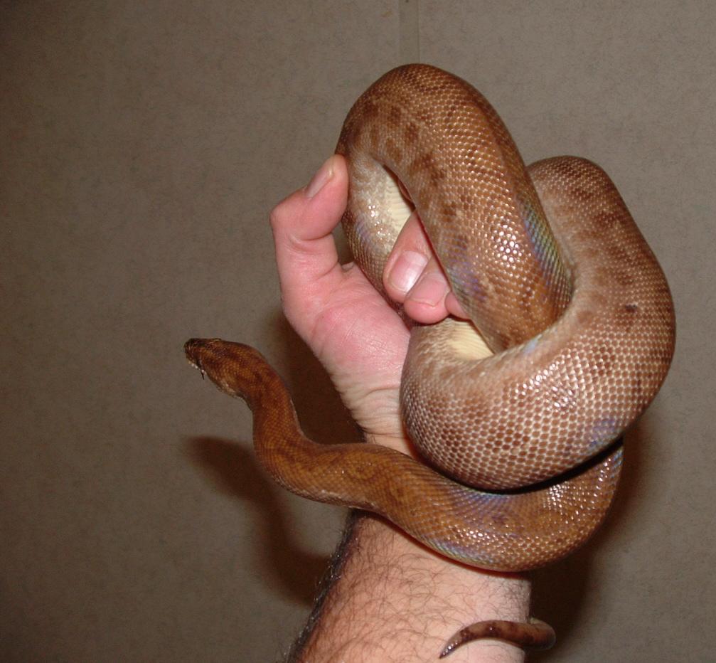 Trinidad Rainbow  Boa Female