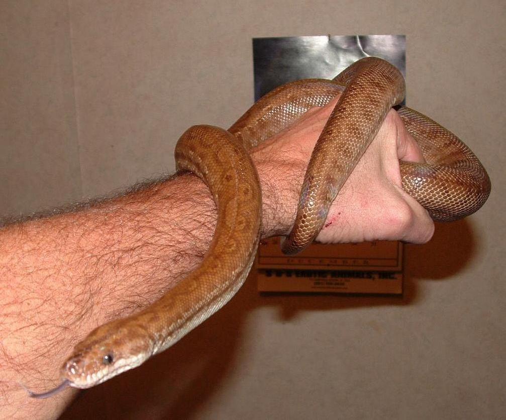 Trinidad Rainbow Boa 04