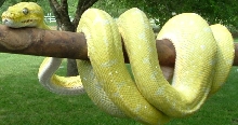 Mustard GTP