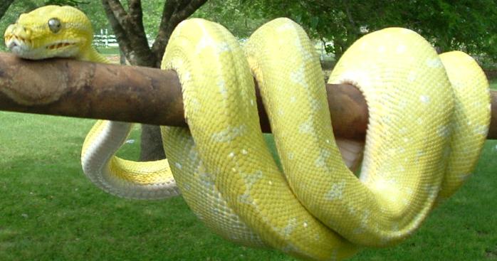 Mustard GTP