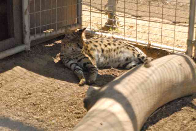 My visit to Forever Wild