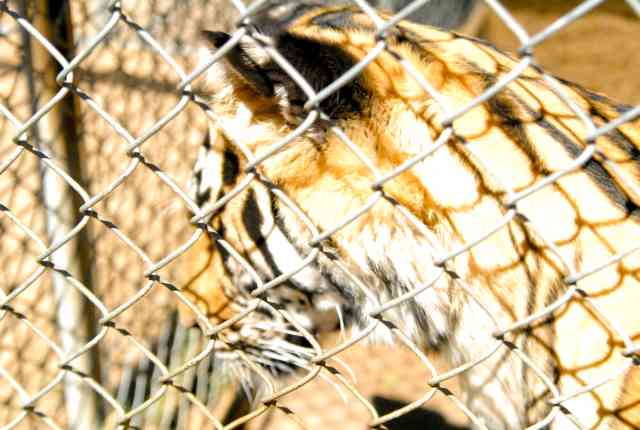 My visit to Forever Wild