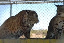 My visit to Forever Wild