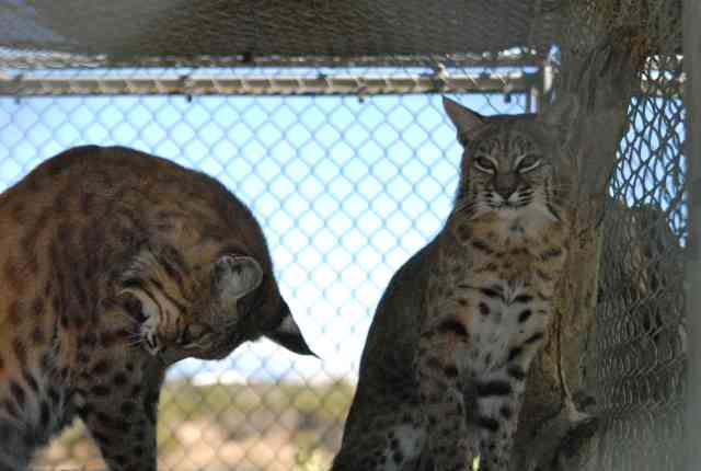 My visit to Forever Wild