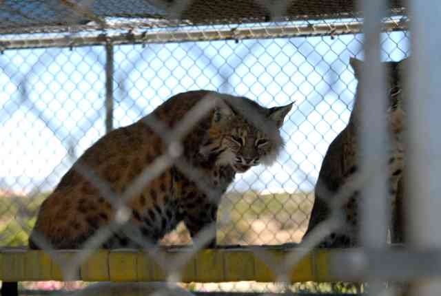My visit to Forever Wild