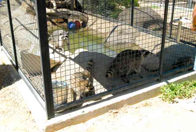 My visit to Forever Wild