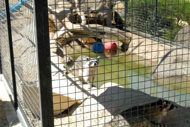 My visit to Forever Wild