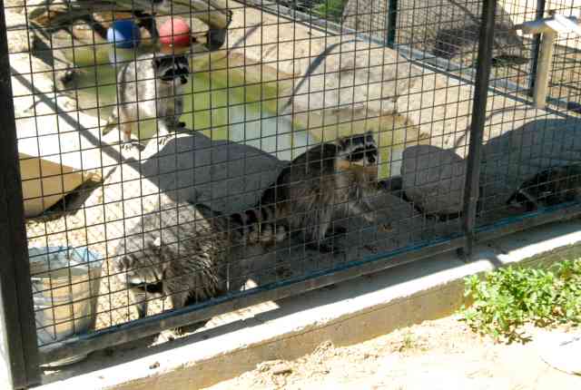 My visit to Forever Wild