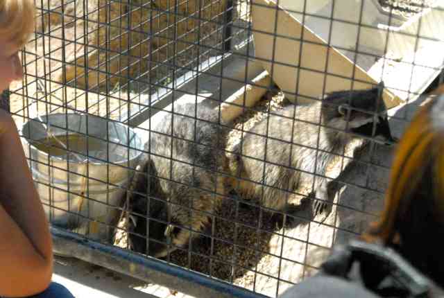 My visit to Forever Wild
