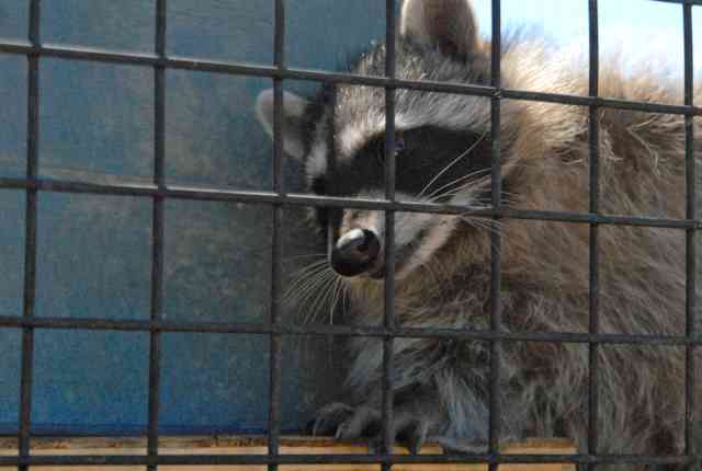 My visit to Forever Wild
