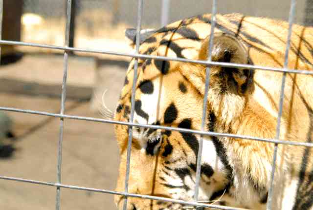 My visit to Forever Wild
