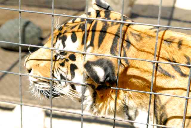 My visit to Forever Wild