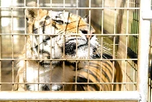 My visit to Forever Wild