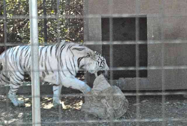 My visit to Forever Wild