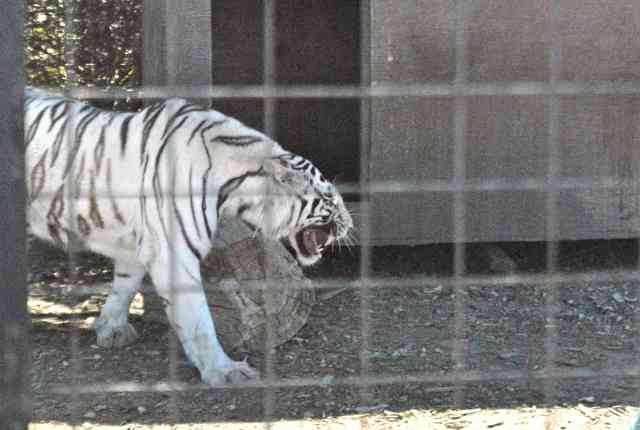 My visit to Forever Wild