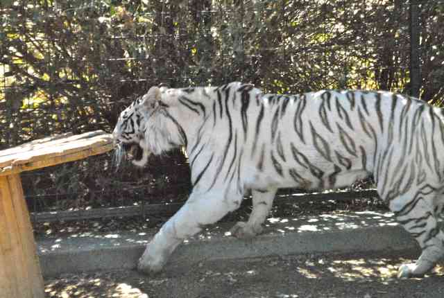 My visit to Forever Wild