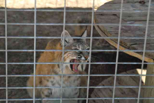 My visit to Forever Wild