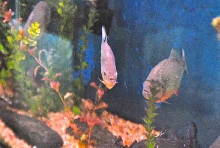 My visit to Forever Wild