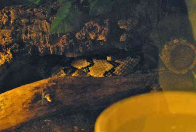 My visit to Forever Wild