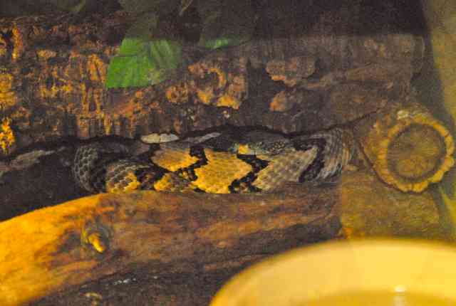 My visit to Forever Wild