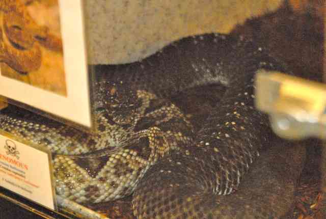 My visit to Forever Wild