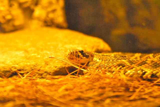 My visit to Forever Wild
