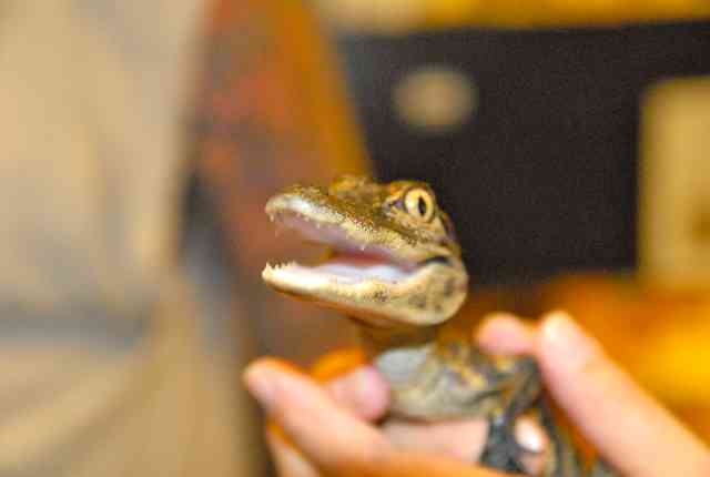 My visit to Forever Wild