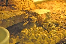 My visit to Forever Wild
