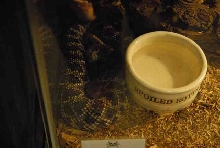 My visit to Forever Wild