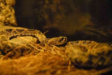 My visit to Forever Wild