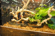 Scenes from NARBC Anaheim 2010