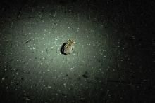 Post daytona field herping with Jaffo and Eric