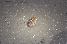 Post daytona field herping with Jaffo and Eric