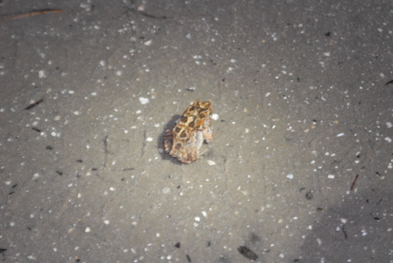 Post daytona field herping with Jaffo and Eric