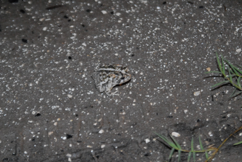 Post daytona field herping with Jaffo and Eric